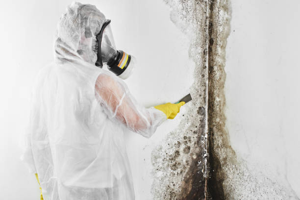 Best HVAC Mold Remediation in Overton, TX