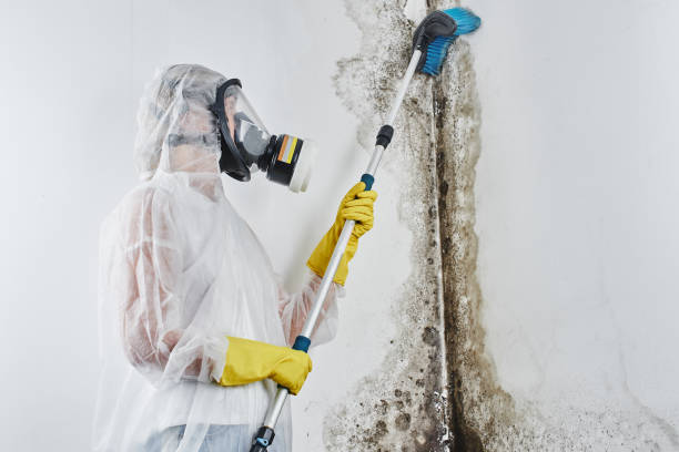 Best Residential Mold Remediation in Overton, TX