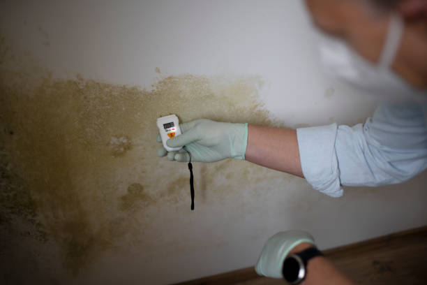 Reliable Overton, TX Mold Remediation Solutions