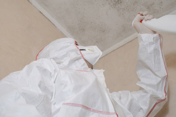 Best Localized Mold Remediation (e.g., coastal areas, humid climates) in Overton, TX