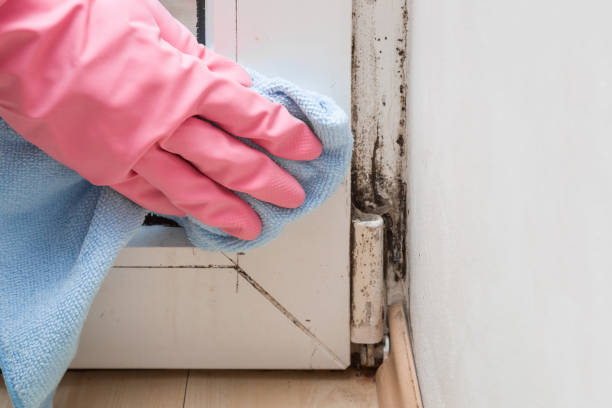 Trusted Overton, TX Mold Remediation Experts