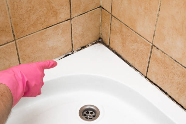 Best Attic Mold Remediation in Overton, TX
